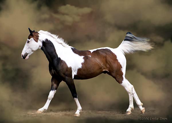 ChestnAmerican Paint Horse