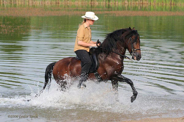 Paso Fino Stallion in Water