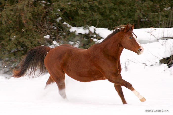 RedChestnut Quarter Horse