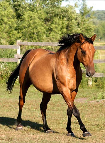 pictures of quarter horses. Red Dun Quarter Horse