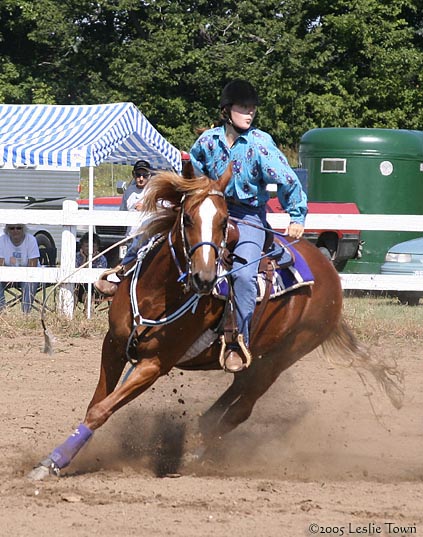 Saddlebred Sporthorse