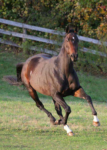 black thoroughbred racehorse. lack Thoroughbred gelding