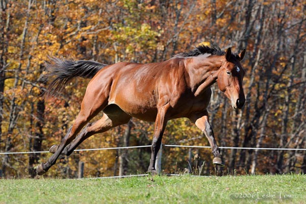 Trakehner/Thoroughbred mare