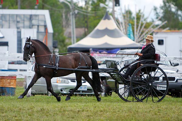 Classic Carriage Horse