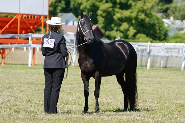 Destino, black Paso Fino stallion shown by Camilla Willings in Bella Forma