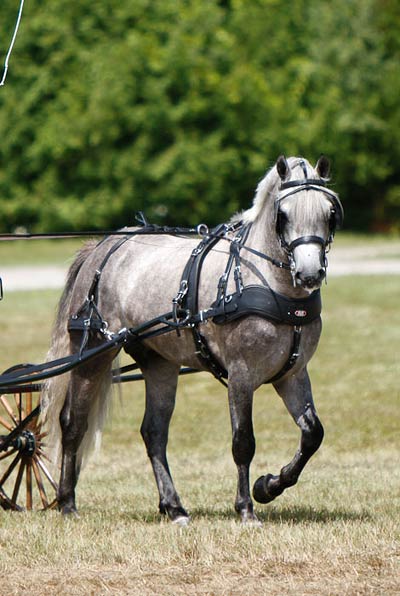 Grey Carriage pony