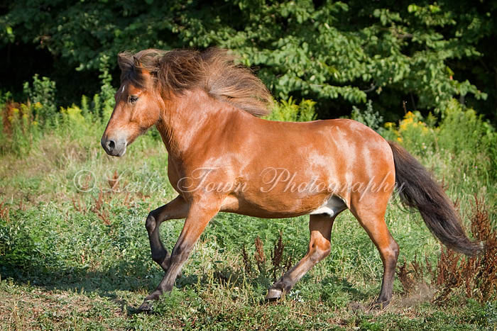 Icelandic Gelding horse