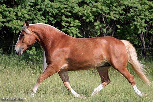 Belgian Cross Horse