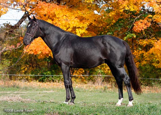 black Canadian Sport Horse stallion
