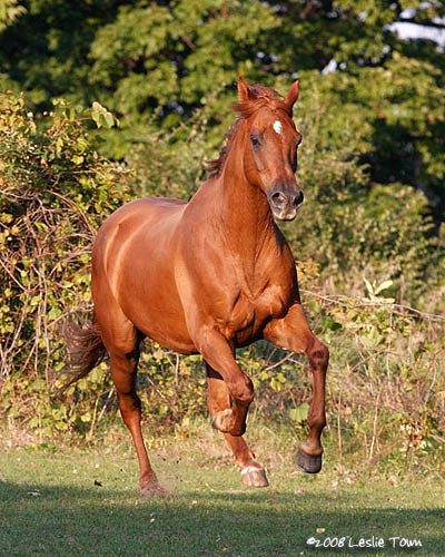 Chestnut Thoroughbred Horse