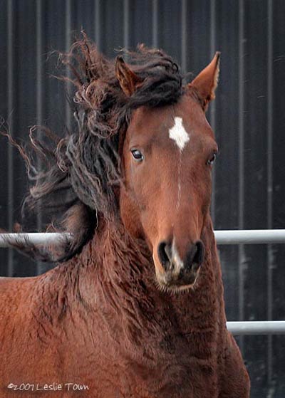 Kinyobi Curly Horse