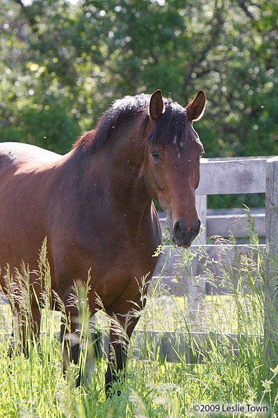 Warmblood Trakehner horse