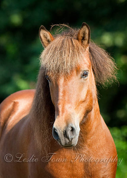 Bunni, Icelandic Horse