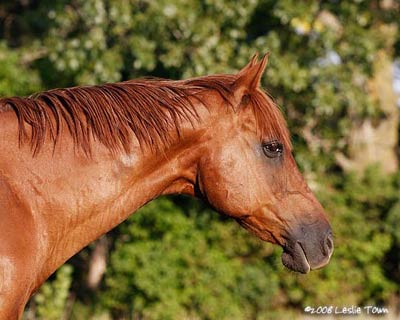 Chestnut Thoroughbred Horse