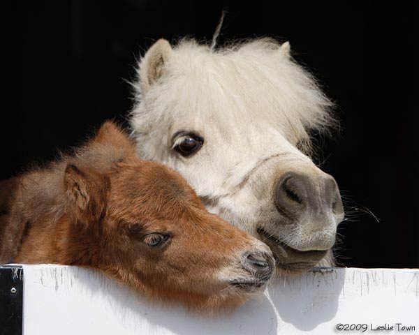 Miniature Horse and mom