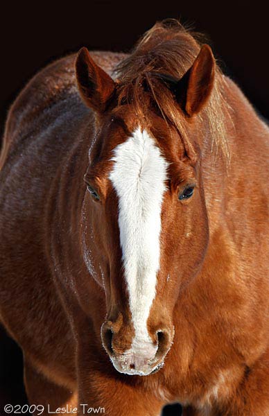 Red - Quarter Horse
