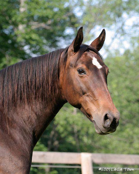Rocky Mountain/ Kentucky Mountain Saddle Horse