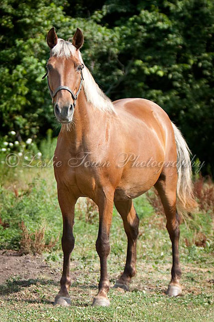 double registered as a Rocky Mountain & a Kentucy Mountain horse