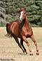 Quarter Horse: Royal Roscoe