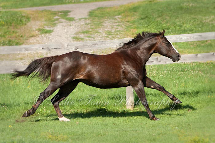 Rose - Quarter Horse mare at a gallop