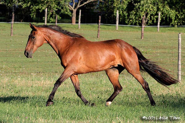 Standardbred Horse