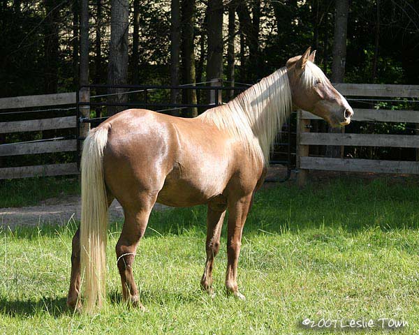 Rocky Mountain / Kentucky Mountain horse