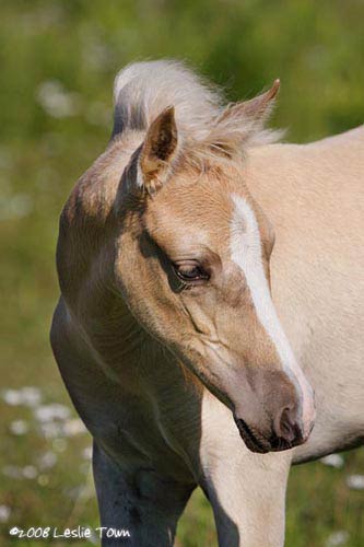 Palomino foal