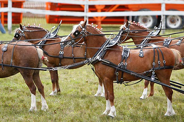 Six horse carriage pony hitch