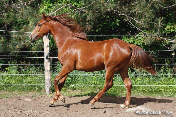 Part Bred Welsh Pony