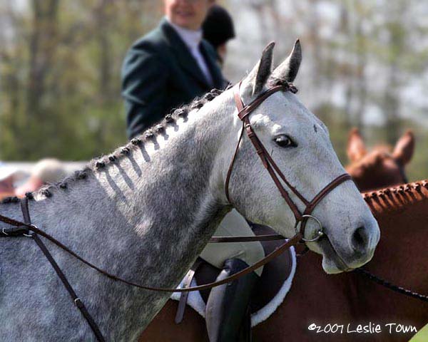 Dapple grey Quarter Horse