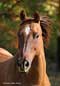 Dun Quarter Horse Portrait