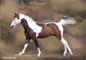 Galloping Pinto Horse