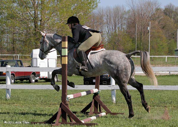 Quarter Horse jumping