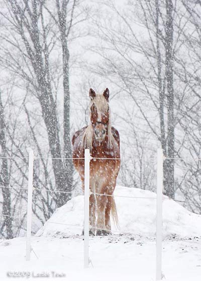 Horse in a snowstorm