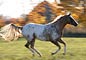 Appaloosa Horse Galloping