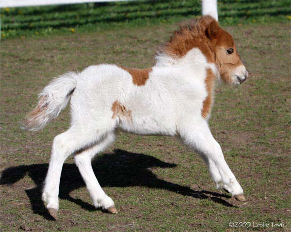 Miniature Filly