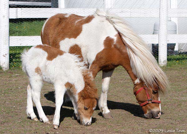Miniature Mare and filly