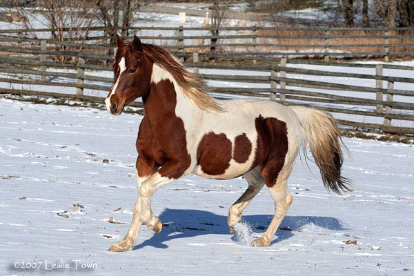Paint horse in snow