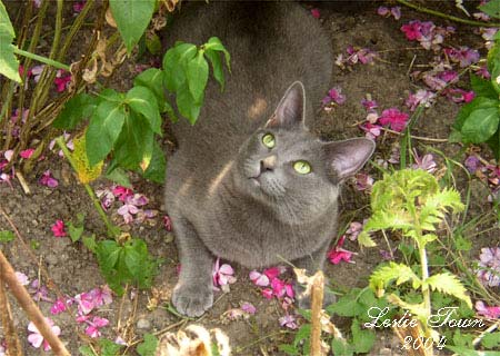 Grey cat with pink flowers 