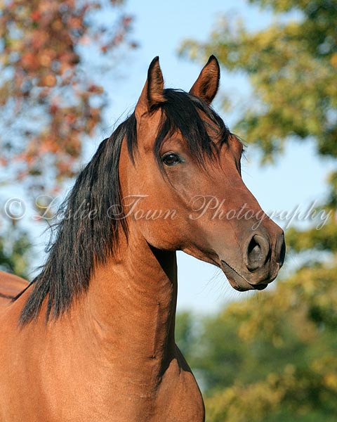 http://www.myhorse.ca/images/quarter-horse-gelding.jpg
