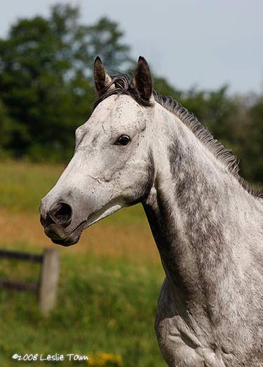 Grey Thoroughbred horse