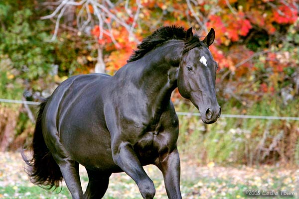 black Canadian Sport Horse stallion