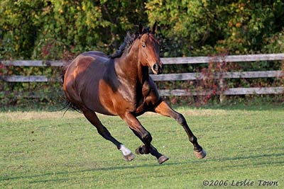 Young horsesThoroughbred Horse in Field 